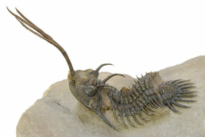 Spiny Trident Walliserops Trilobite - Foum Zguid, Morocco #350530